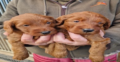 Labradoodle dogs - Advert 4