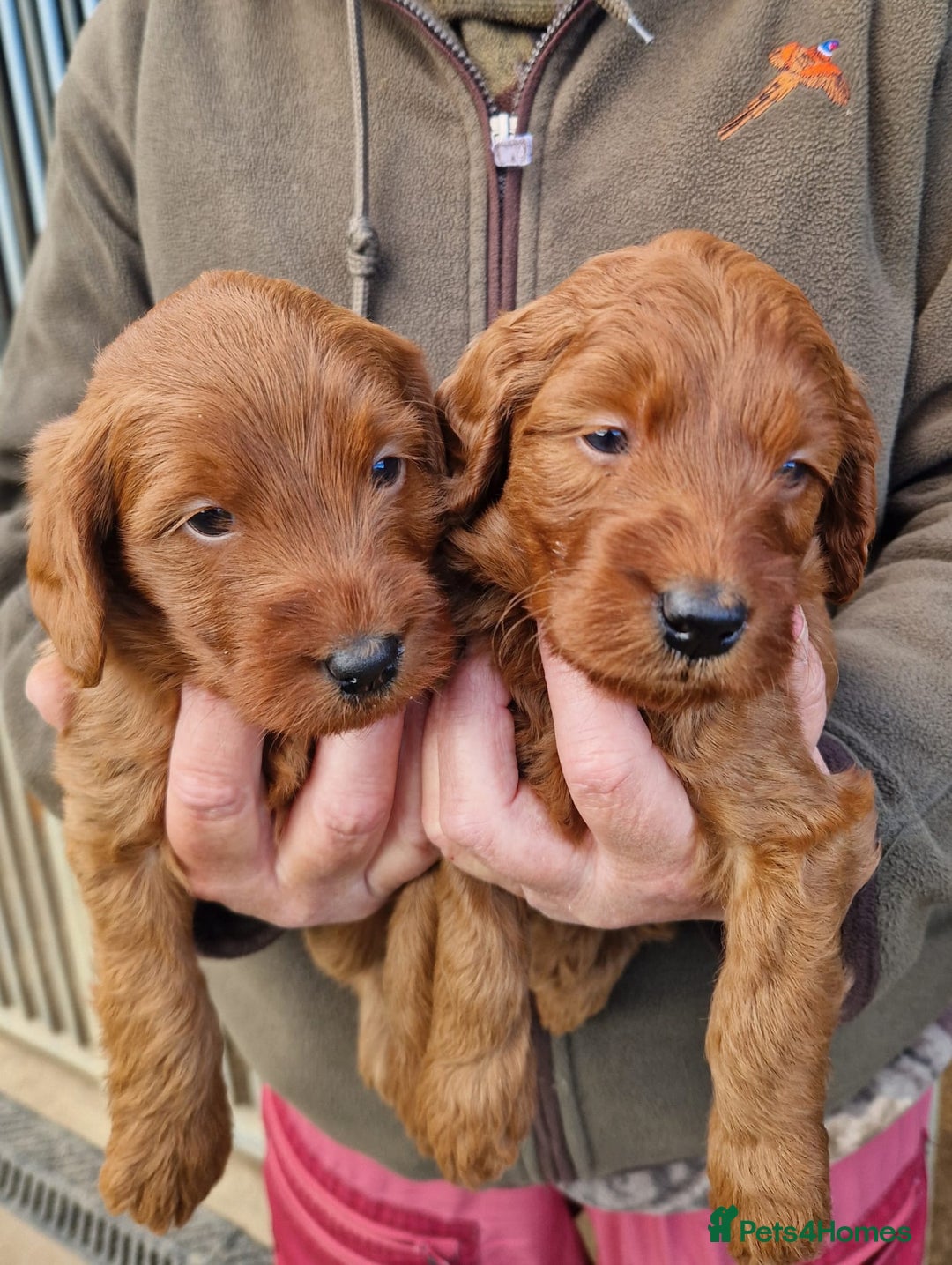 Labradoodle dogs for sale: Miniature dark fox red labradoodles - Image 2