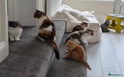 Persian cats for sale: 5 long haired kittens for sale - Image 2