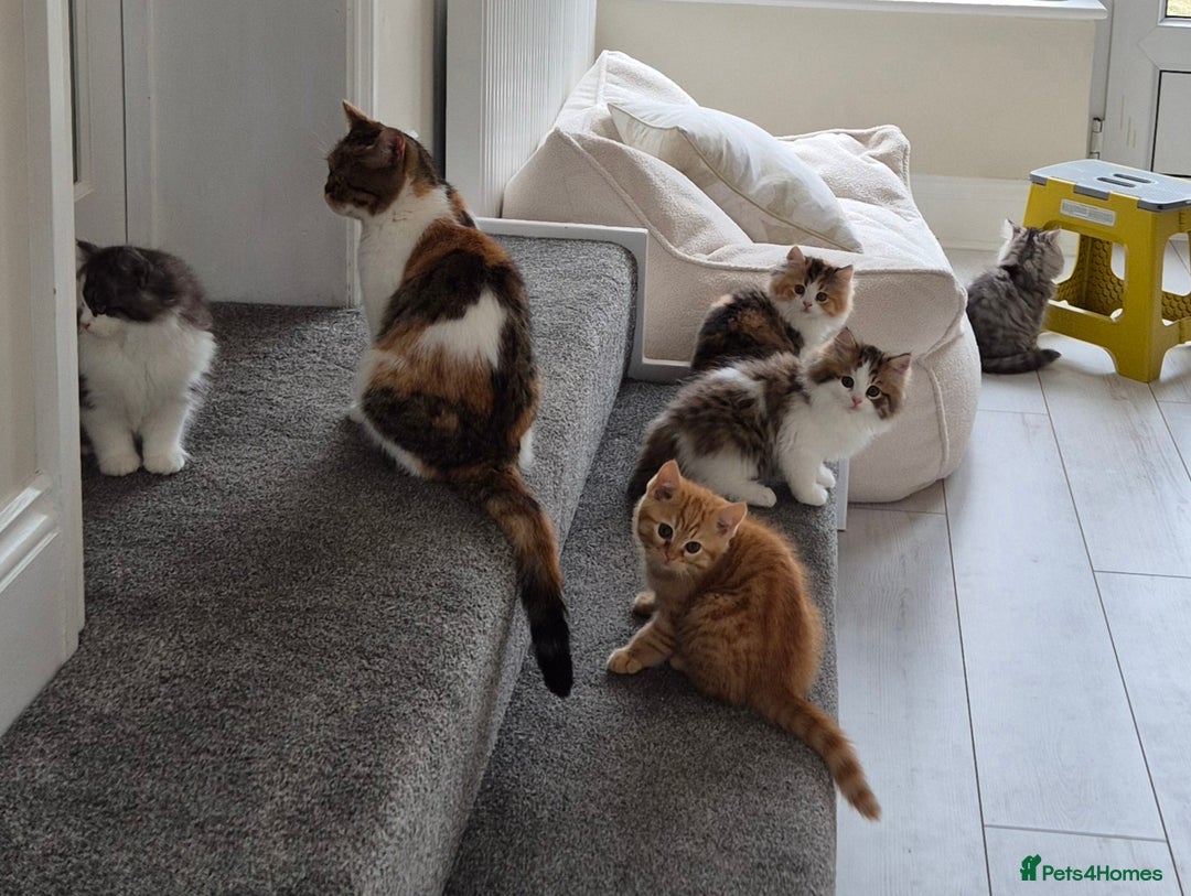 Persian cats for sale: 5 long haired kittens for sale - Image 2