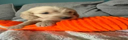 Australian Labradoodle dogs for sale: Update price and videos puppys ready 25/7 - Advert 35