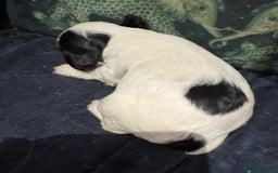 Cocker Spaniel dogs for sale: KC show cocker puppies black white blue roan - Image 17