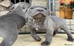 Staffordshire Bull Terrier dogs for sale: Perfect Pure Staffordshire Bull Terrier Puppies - Image 16