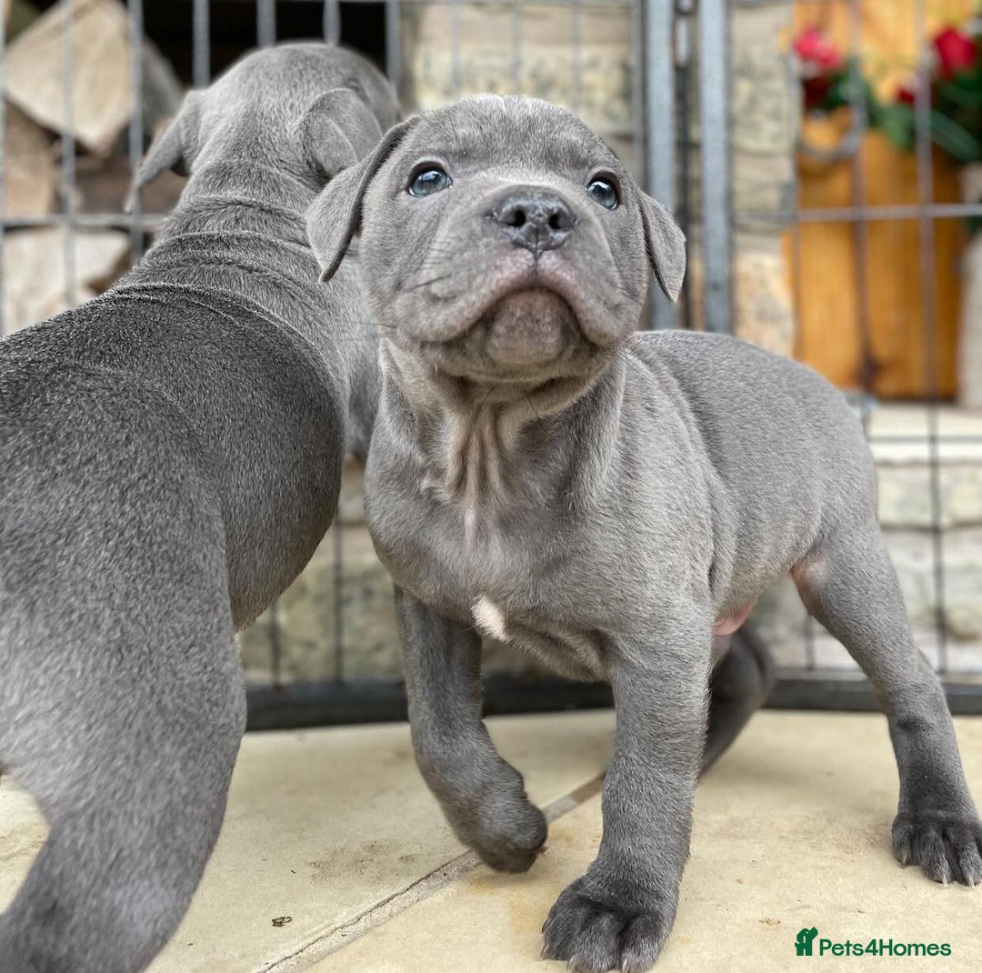 Staffordshire Bull Terrier dogs for sale: Perfect Pure Staffordshire Bull Terrier Puppies - Image 16