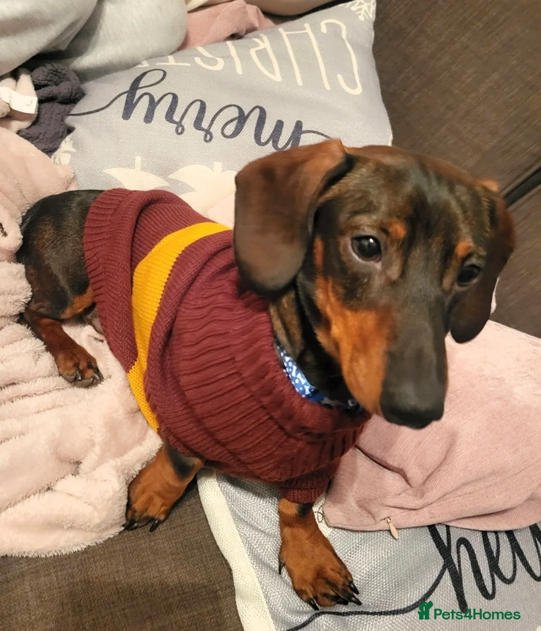 Dachshund dogs for sale: Dachsund puppy looking for his forever home - Advert 1