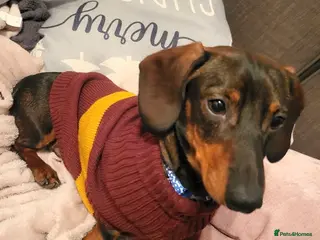 Dachshund dogs Dachsund puppy looking for his forever home - Advert 16