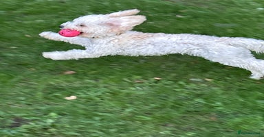 Poochon dogs - Advert 1