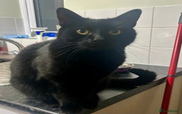 Domestic Shorthair cats for sale: 2 cats looking for a loving home  - Image 3