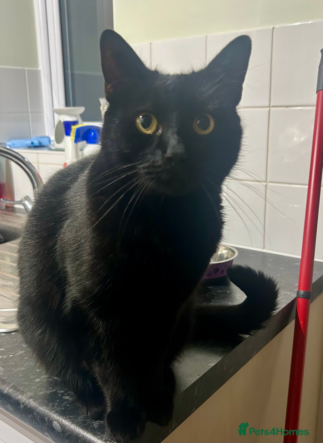 Domestic Shorthair cats for sale: 2 cats looking for a loving home  - Image 3