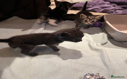Mixed Breed cats for sale: Mixed Breed Kittens 🐈‍⬛ 🐾  - Image 8