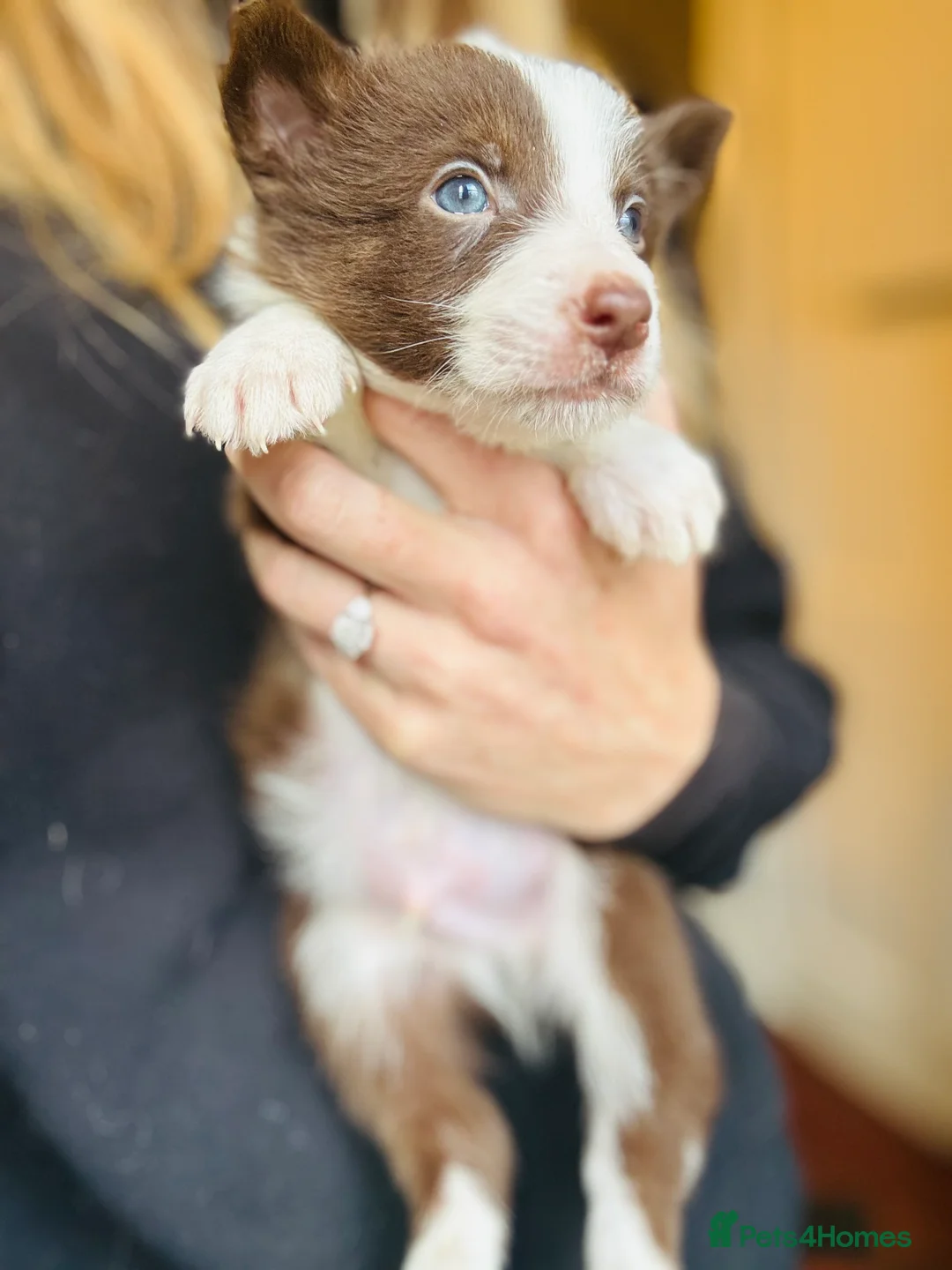 Border Collie dogs for sale: Pure Bred Border Collie Puppies For Sale - Advert 20