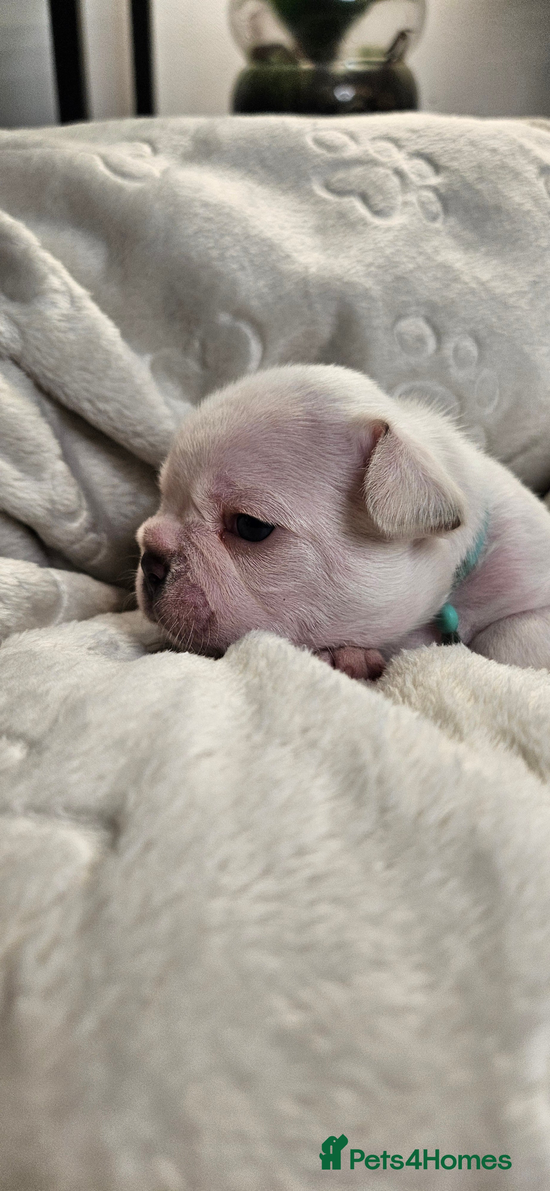 French Bulldog dogs Beautiful French Bulldog puppies 🐶 - Advert 2