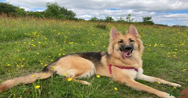 German Shepherd dogs - Advert 4