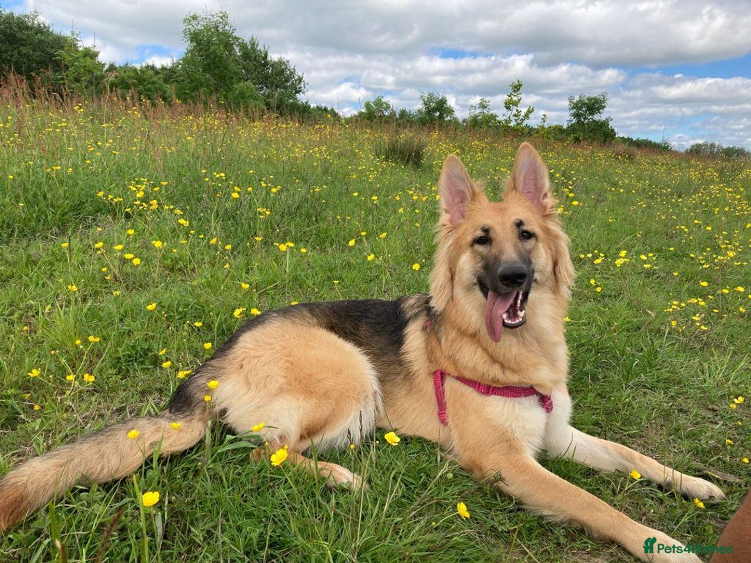 German Shepherd dogs for sale: German Shepherd's gorgeous puppies - Image 2