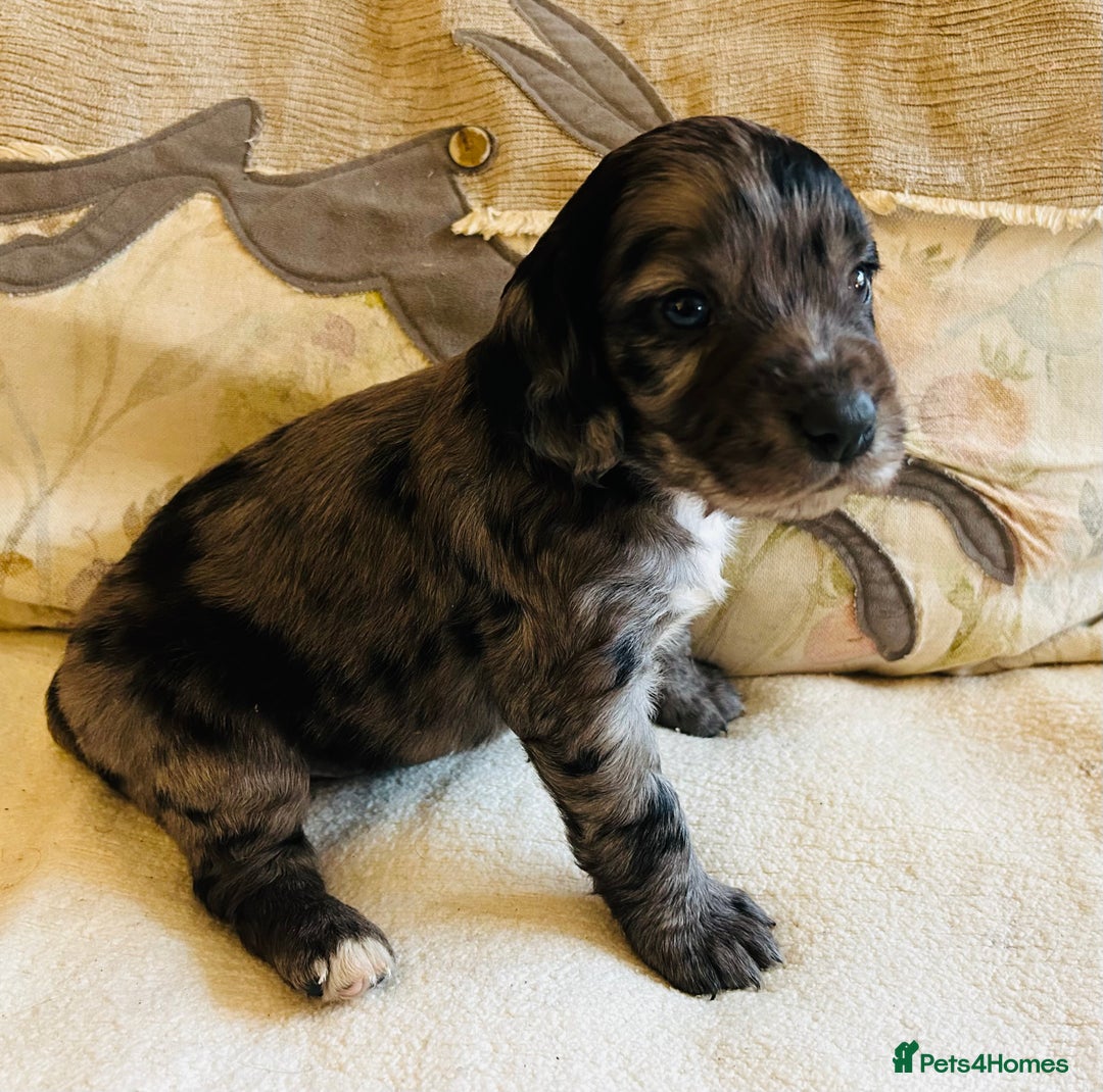 Cocker Spaniel dogs for sale: STUNNING WORKING COCKER SPANIEL PUPS - Advert 38