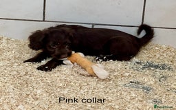 Sproodle dogs for sale: Sproodle puppies, exp breeder, Lancashire  - Image 18