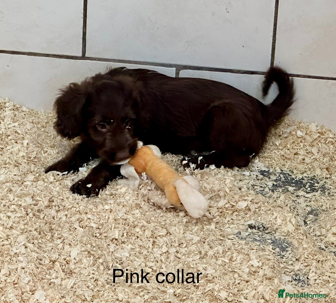 Sproodle dogs for sale: Sproodle puppies, exp breeder, Lancashire  - Image 18