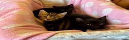 Domestic Shorthair cats for sale: Beautiful kittens for sale - Advert 10