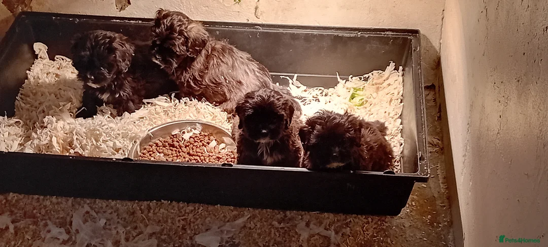 Shihpoo dogs for sale: Shihpoo pups, Aberdeenshire  - Advert 4