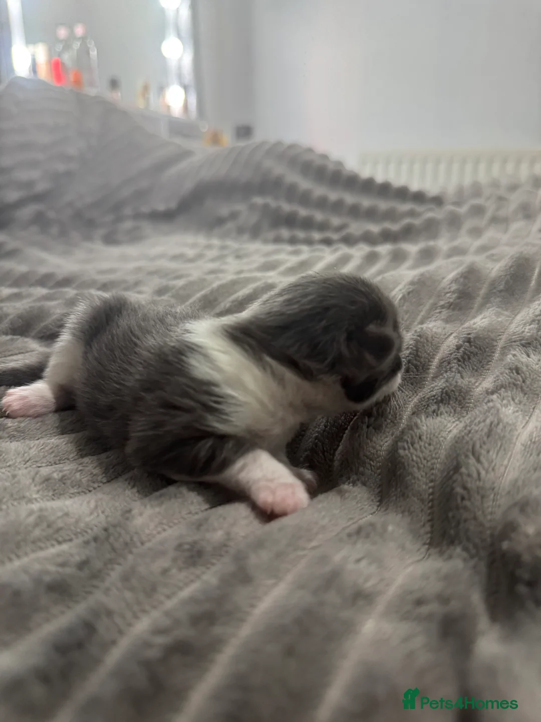 Mixed Breed cats for sale: TWO KITTENS LEFT!!! in Stoke-on-Trent - Advert 10