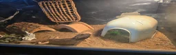 Bearded Dragon reptiles for sale: Bearded dragon male 2 years - Advert 3