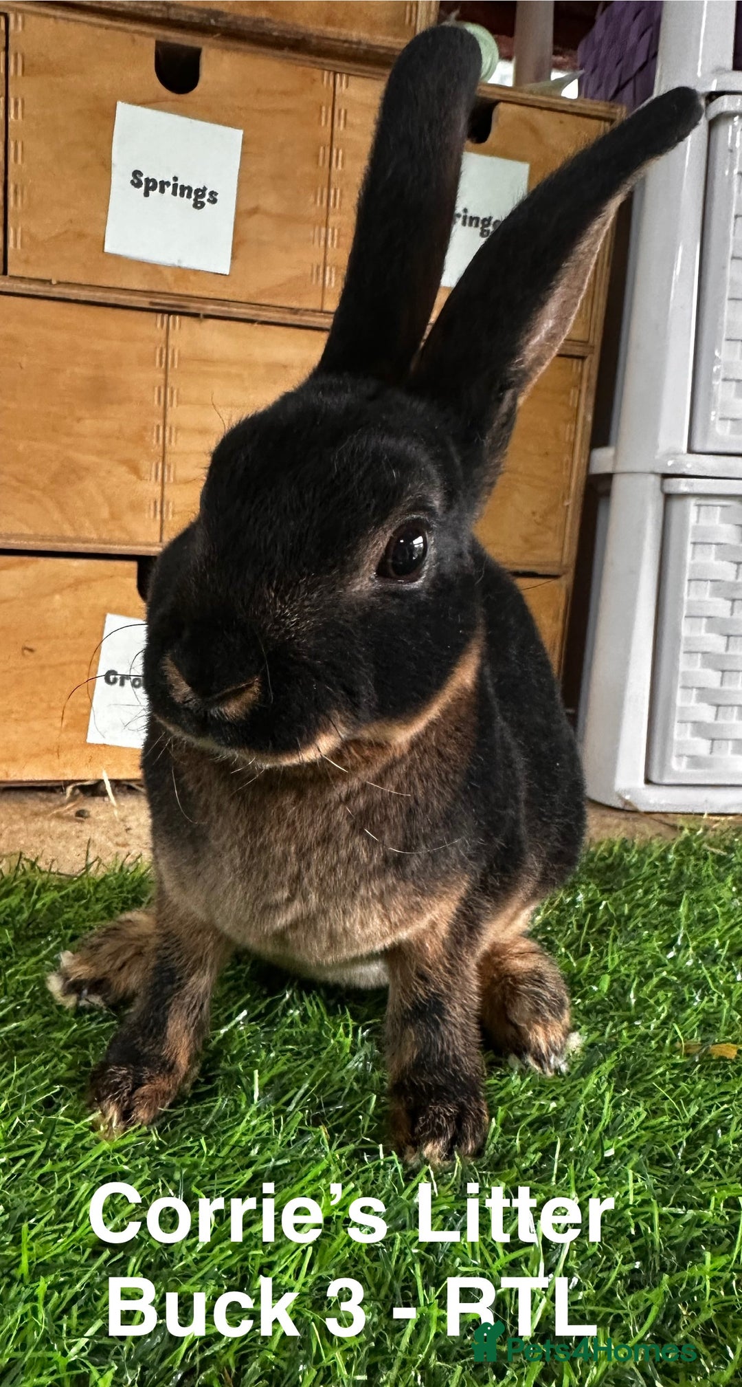 Rex rabbits for sale: Black and Tan Mini Rex  - Image 30