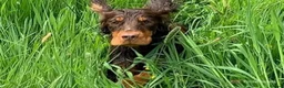 Cocker Spaniel dogs for stud: Champion bred Working cocker spaniel stud dogs  in Middlewich - Advert 10