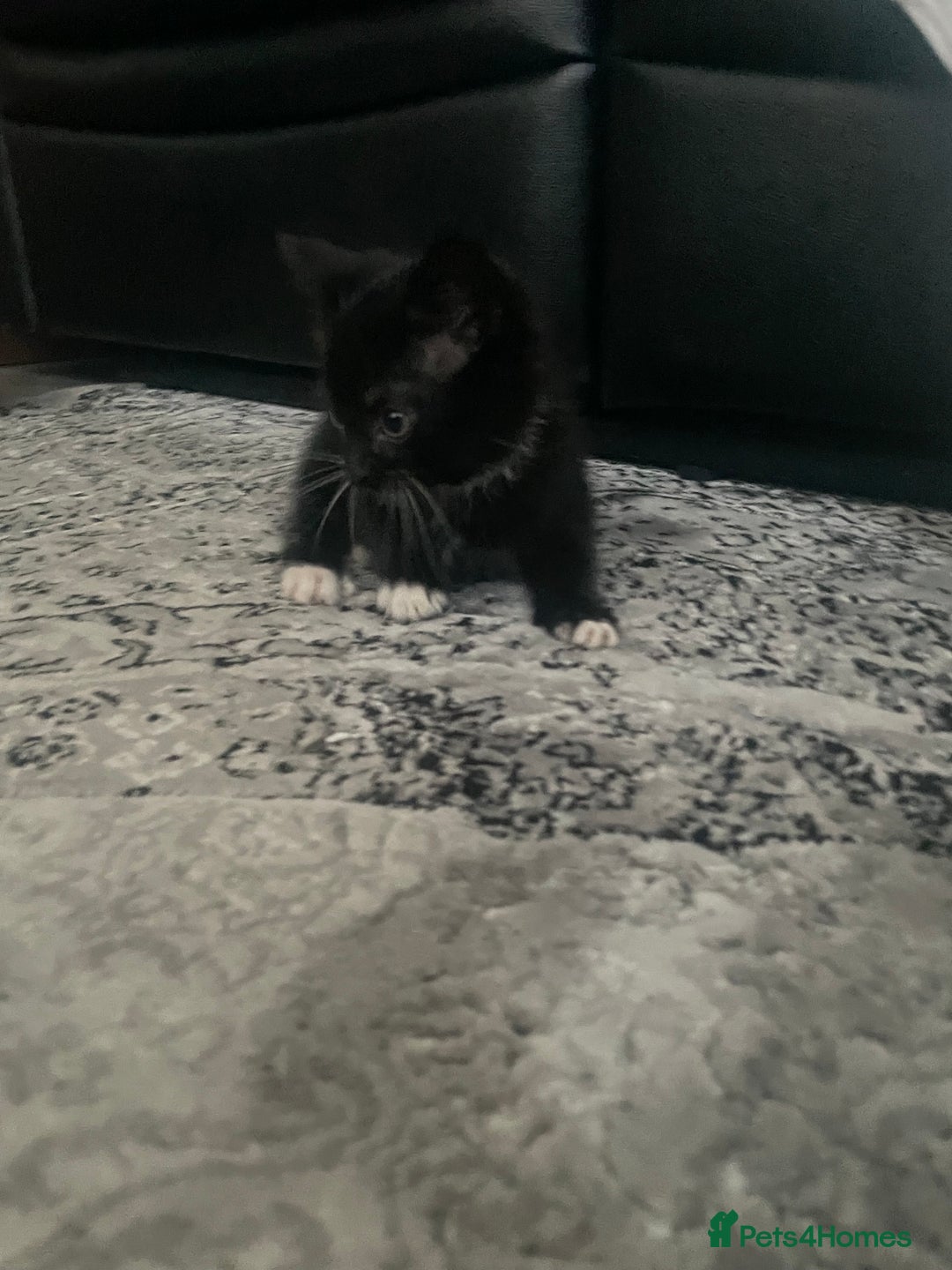 Siberian cats for sale: Kitten ready to go (Dm for price) - Advert 6