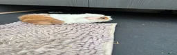 Guinea Pig rodents for sale: Two girls for sale bonded  in Houghton le Spring - Advert 4