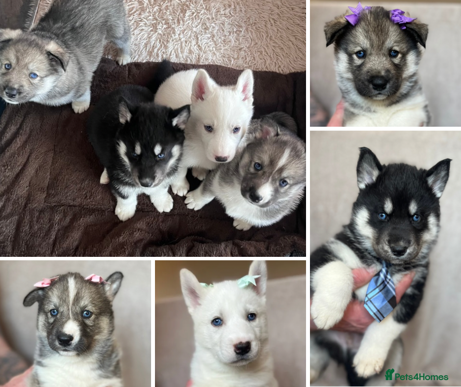 Siberian Husky dogs Beautiful Blue Eyed Siberian Husky Puppies - Advert 1