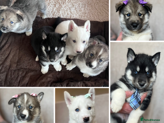 Siberian Husky dogs Beautiful Blue Eyed Siberian Husky Puppies - Advert 2