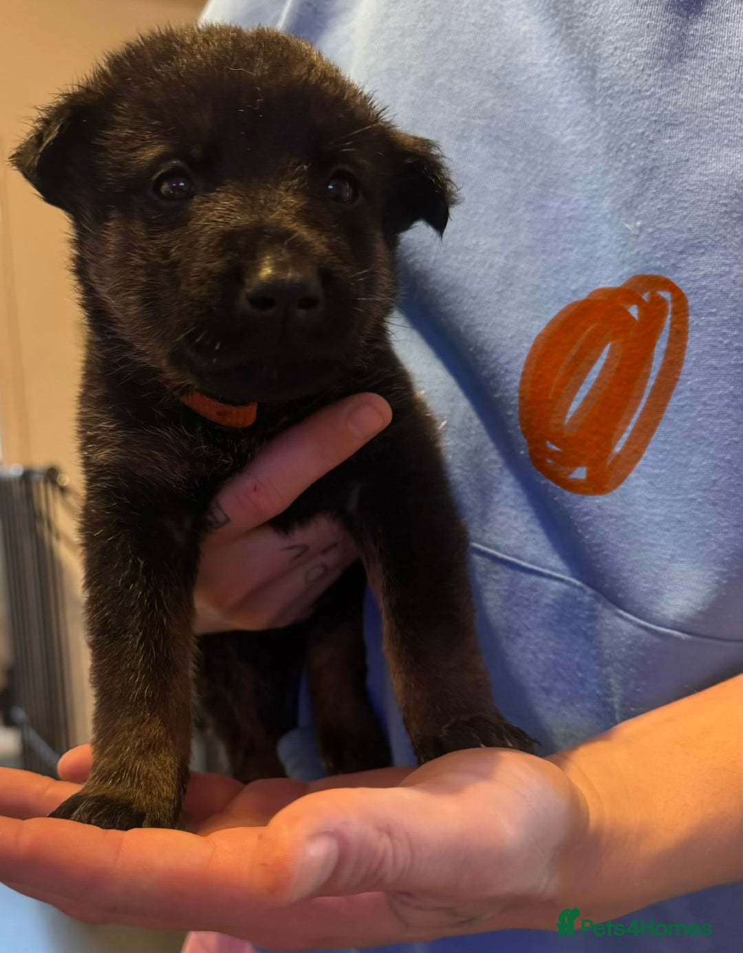 Mixed Breed dogs for sale: Akita x German shepherd puppies - Advert 6