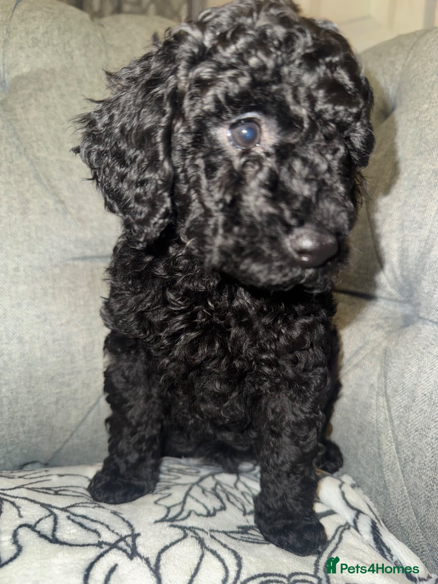 Toy Poodle dogs Toy poodle black girl  - Advert 2