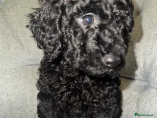 Toy Poodle dogs Toy poodle black girl - Advert 2