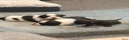 Shih Tzu dogs for sale: Karashishi Full KC imperial Shih-Tzu pups for sale - Advert 24
