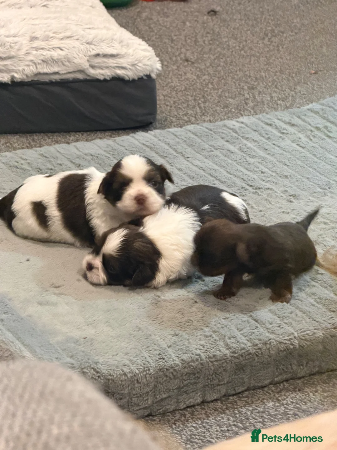 Shih Tzu dogs for sale: Karashishi Full KC imperial Shih-Tzu pups for sale - Advert 24