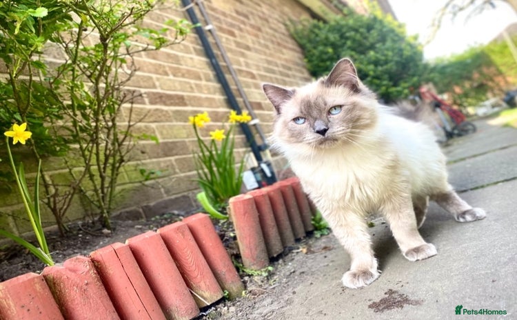 Ragdoll cats - Advert 1