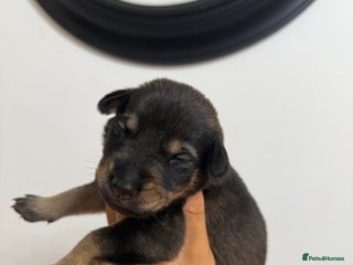 Mixed Breed dogs for sale: Weimaraner / German Shepherd puppies - Advert 1