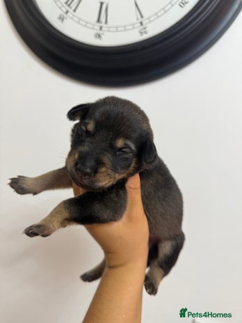 Mixed Breed dogs Weimeraner / German Shepherd puppies - Advert 2