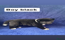 Akita dogs for sale: 5⭐️ Akita pups - Image 3