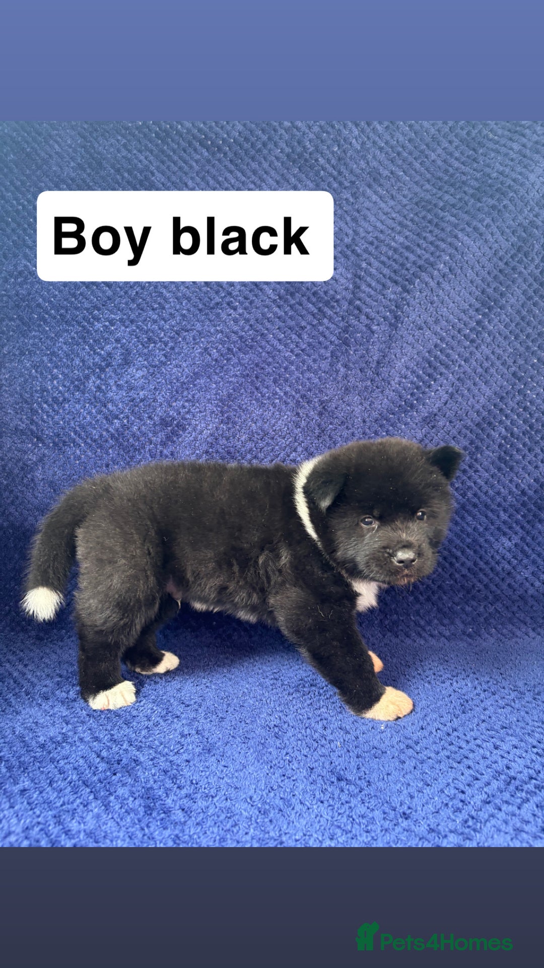 Akita dogs for sale: 5⭐️ Akita pups - Image 3