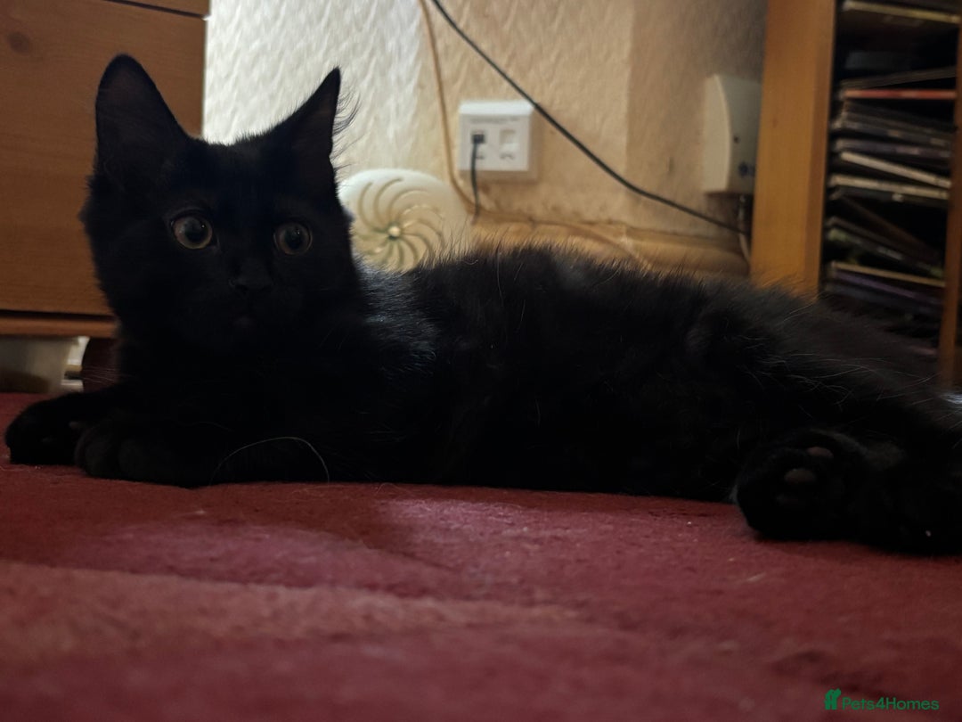 Mixed Breed cats for sale: 3 Kittens ready ASAP  - Image 9