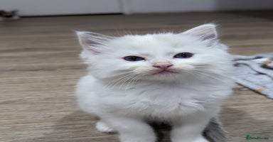 Ragdoll cats - Advert 4
