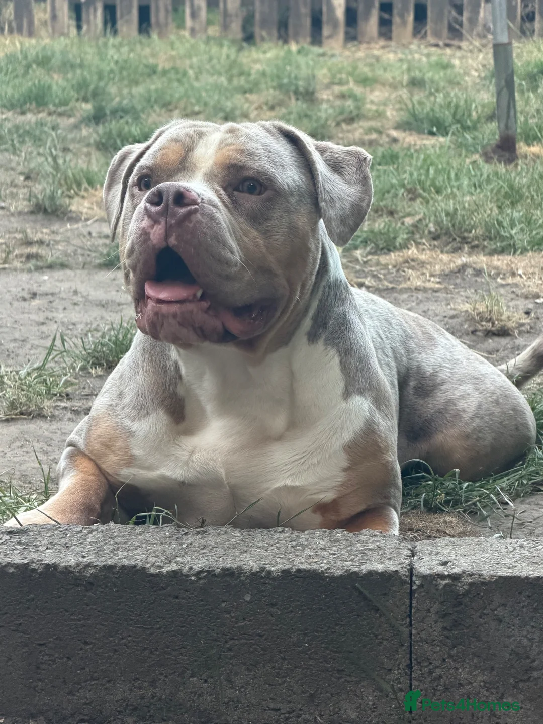 American Bully dogs for sale: Beautiful 3year American Bully – Lilac Tri – ABKC in London - Advert 9