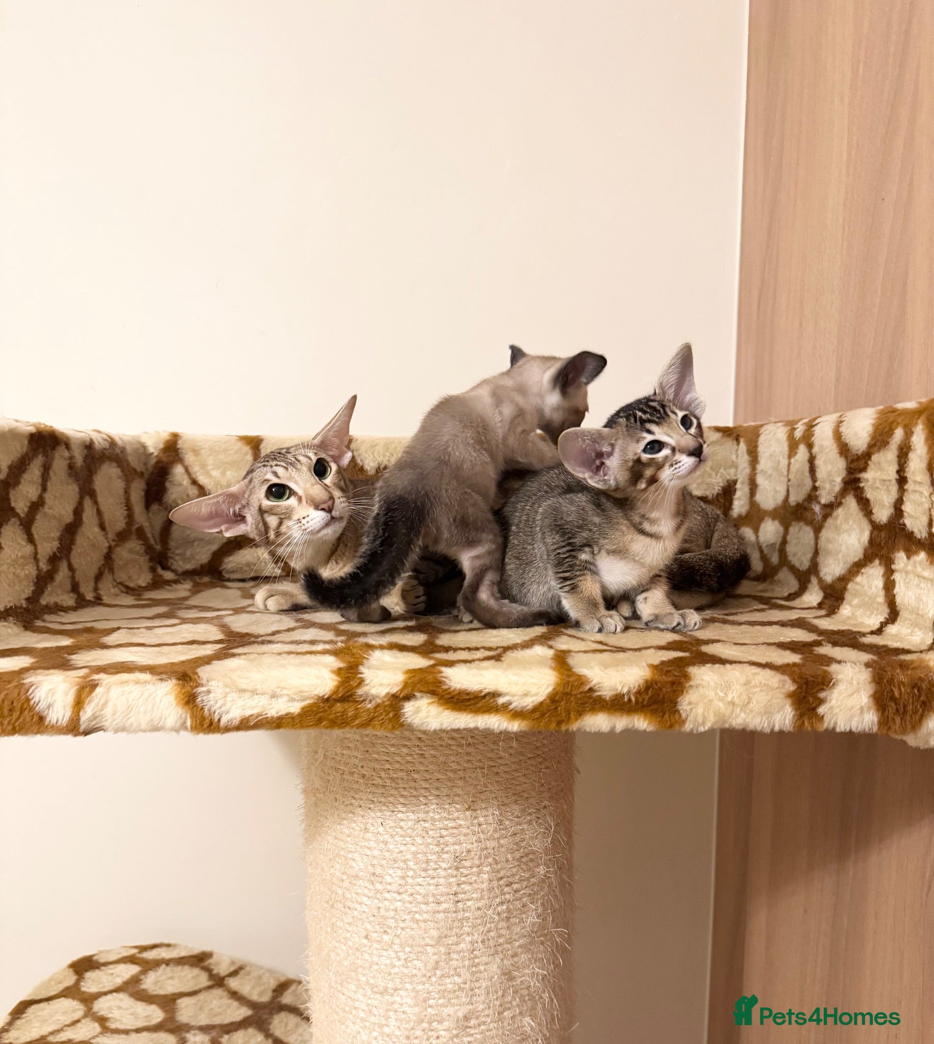 Oriental cats Beautiful TICA Oriental  and Siamese babies - Advert 1