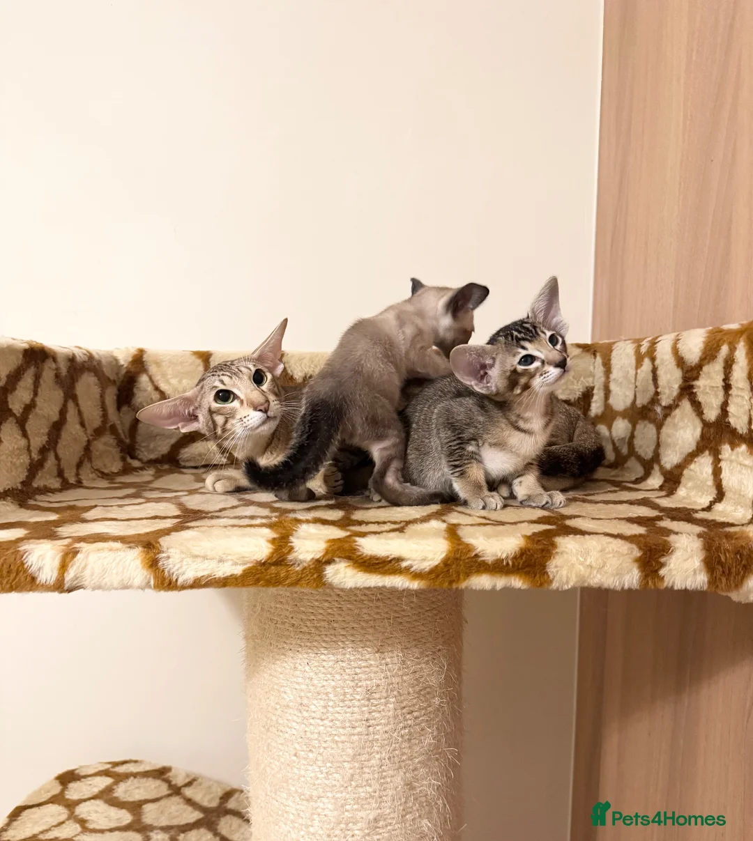 Oriental cats for sale: Beautiful TICA Oriental  and Siamese babies - Advert 1