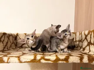 Oriental cats Beautiful TICA Oriental and Siamese babies - Advert 1