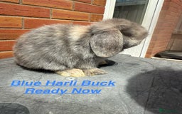 Mini Lop rabbits for sale: Mini Lops Bunnies. READ DESCRIPTION - Updated 22/7 in Chard - Image 21