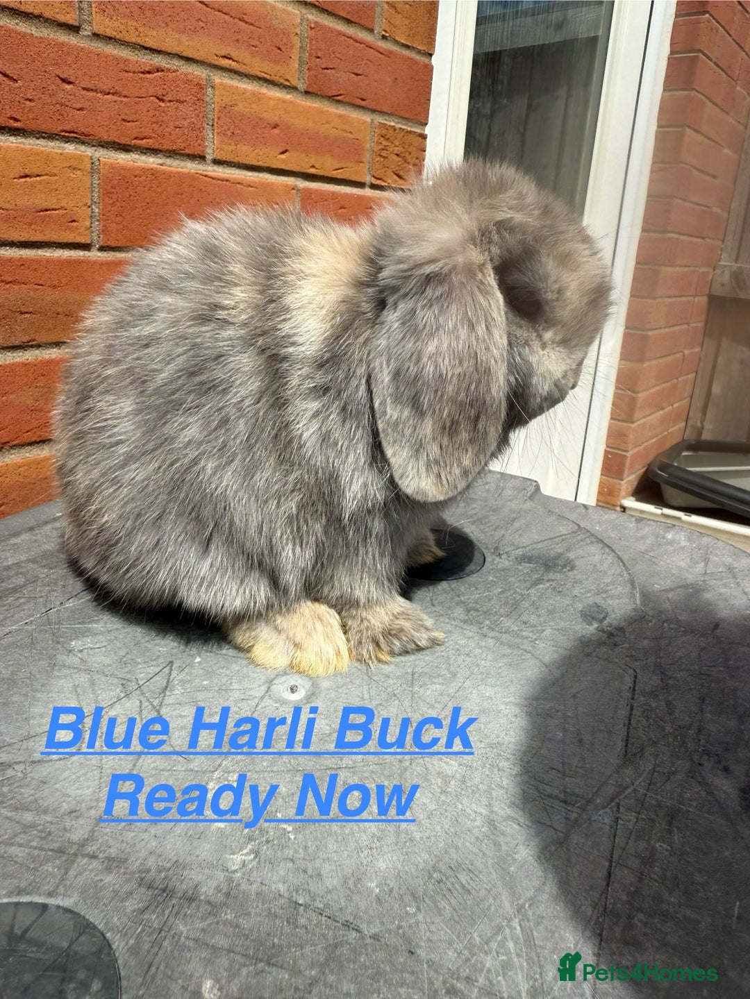 Mini Lop rabbits for sale: Mini Lops Bunnies. READ DESCRIPTION - Updated 22/7 in Chard - Image 21
