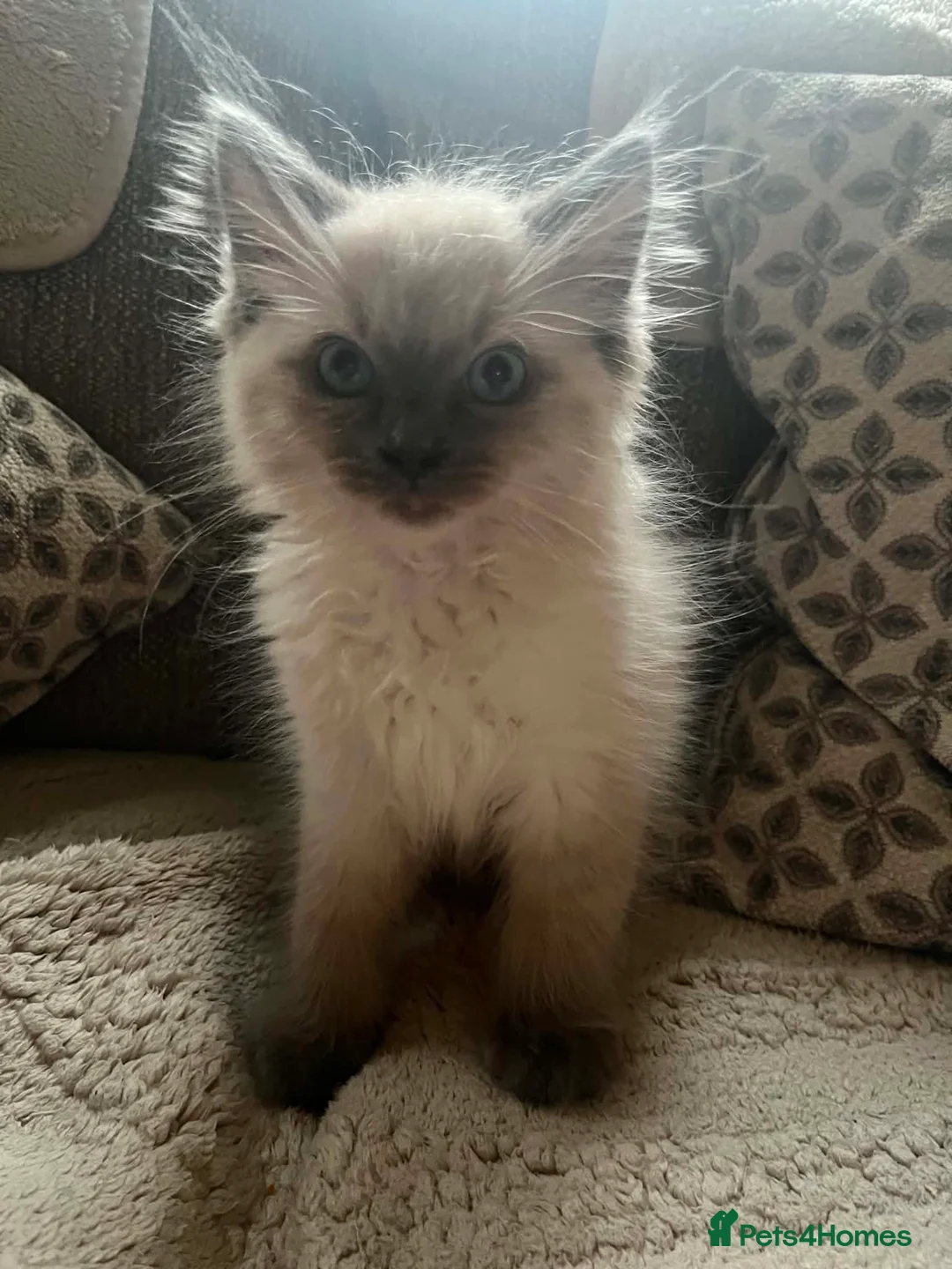 Ragdoll cats for sale: Blue ragdolls mitted ragdolls  - Advert 10